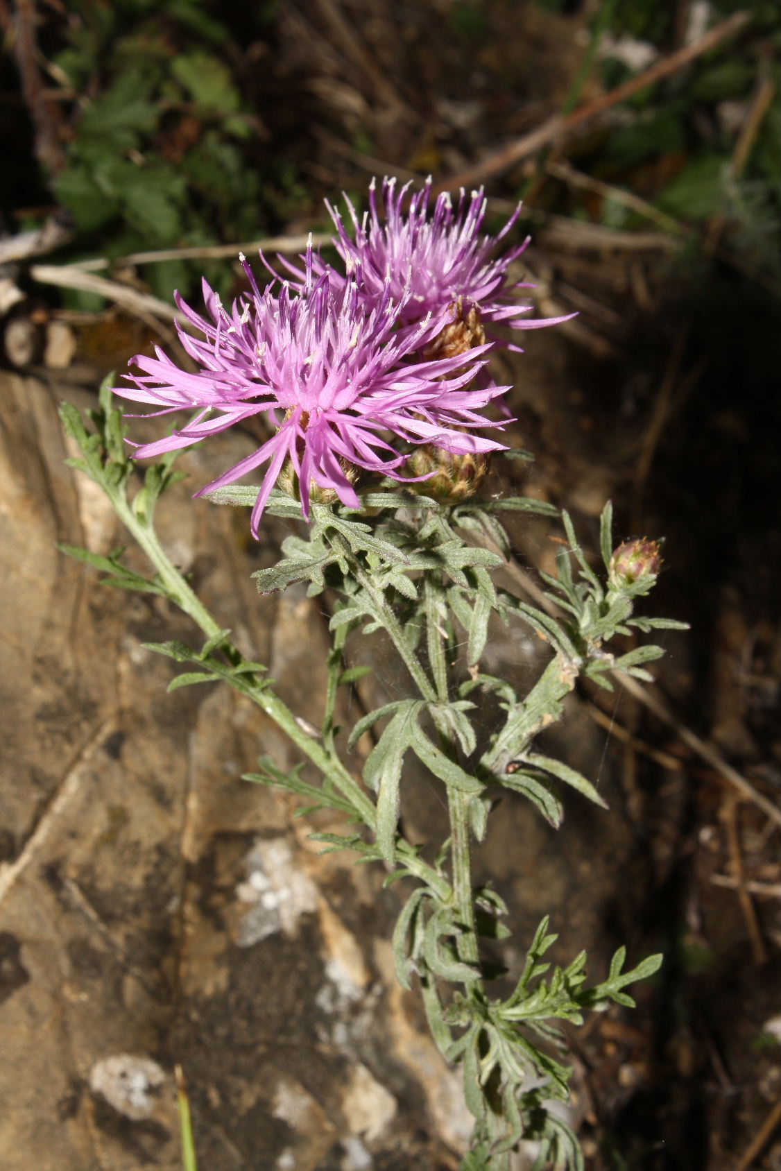 Centaurea aplolepa subsp. bertolonii / Fiordaliso di Bertoloni